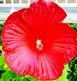 Close-up of red hibiscus blooming outdoors