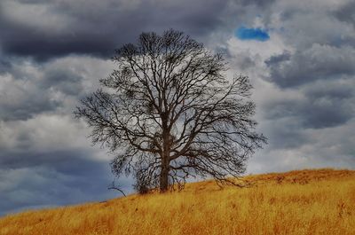 Bare tree on field against sky