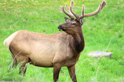 Deer standing in a field