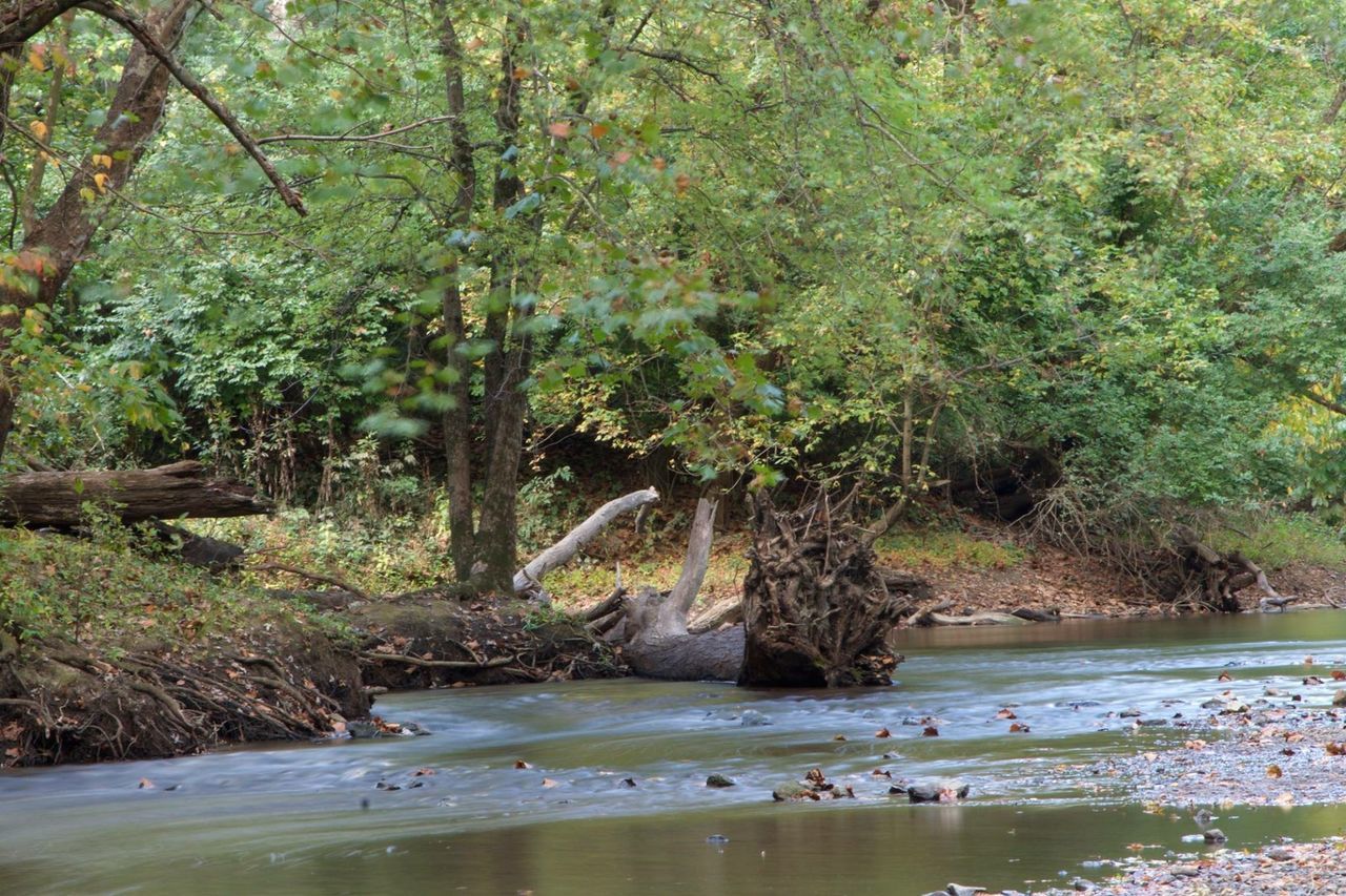 water, tree, beauty in nature, tranquility, tranquil scene, scenics, nature, forest, growth, rock - object, branch, day, idyllic, river, non-urban scene, green color, outdoors, vacations, beach, sea