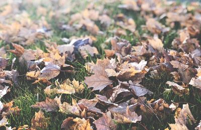 Close-up of dry leaves on field