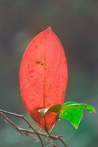 Close-up of red leaves on plant