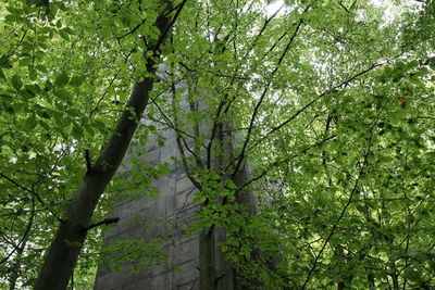 Low angle view of trees in forest