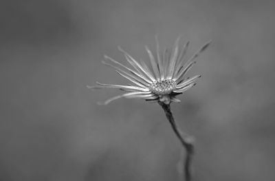 Close-up of dandelion flower