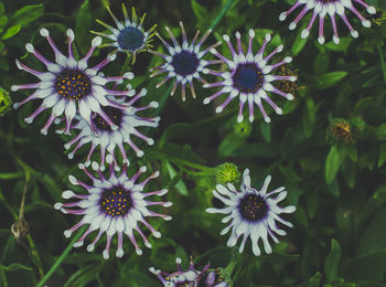Close-up of purple flowering plants