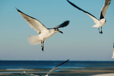 Seagulls flying against sky