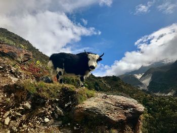 Horse standing on a mountain