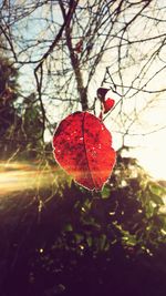 Close-up of red leaf on tree