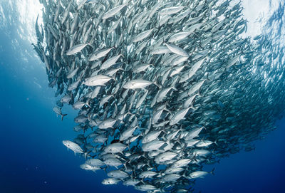 A school of bigeye trevally