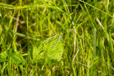 Close-up of butterfly on grass