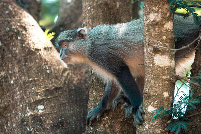 Close-up of lizard on tree trunk in forest