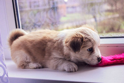 Close-up of dog looking away while sitting on window at home