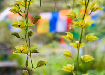 Close-up of yellow flowering plant