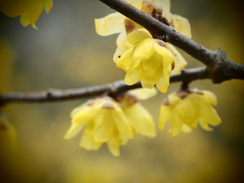 Close-up of yellow flowering plant