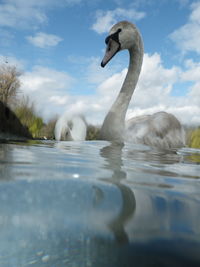 Swan swimming in lake against sky