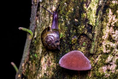 Close-up of snail on tree trunk