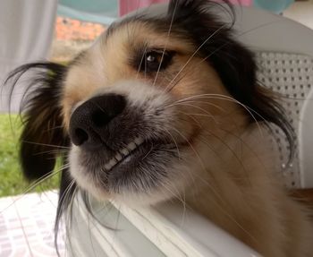 Close-up portrait of a dog