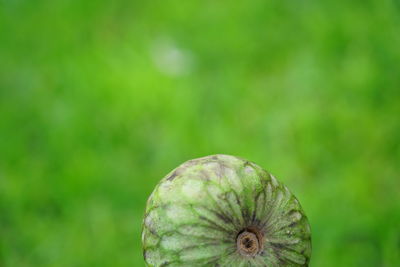 Close-up of fresh green leaf against blurred background