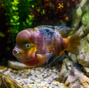 Close-up of fish swimming in sea