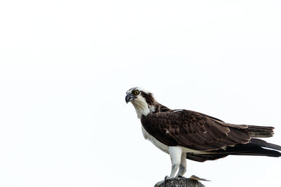 Low angle view of eagle perching against clear sky