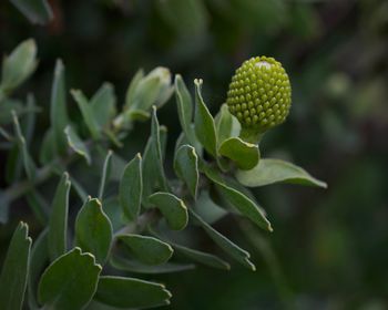 Close-up of fresh green plant