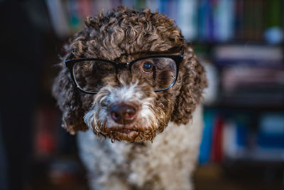 Cute dog with reading glasses
