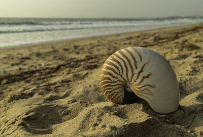 Surface level of a sand on beach