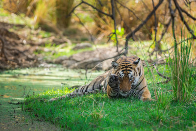 View of a cat looking away