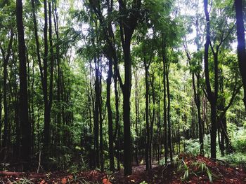 Trees in forest