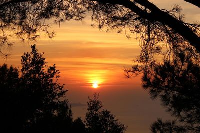 Silhouette of trees at sunset