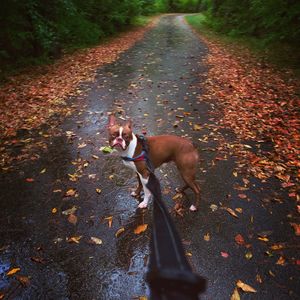 High angle view of dog lying down on leaves during autumn