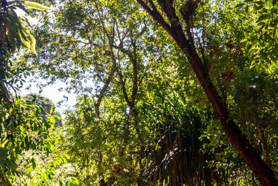 Trees in forest