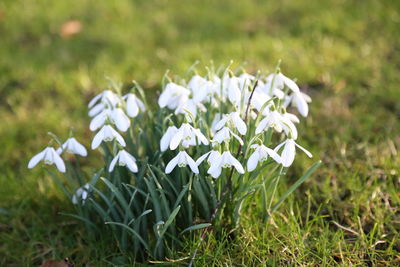 Close-up of white flowers blooming in field