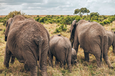 View of elephant on field