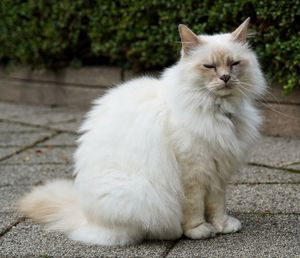 White cat sitting on footpath