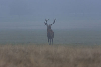 Deer standing on field against sky