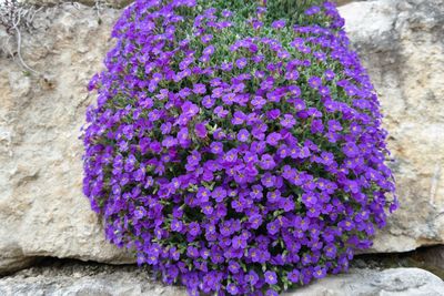 Close-up of purple flowers