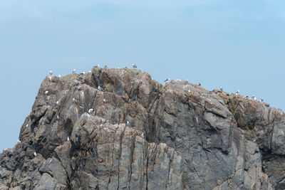 Lots of seagulls stand on rocks isolated in the ocean, relaxing and flying around the rocks.