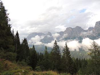 Scenic view of forest against sky