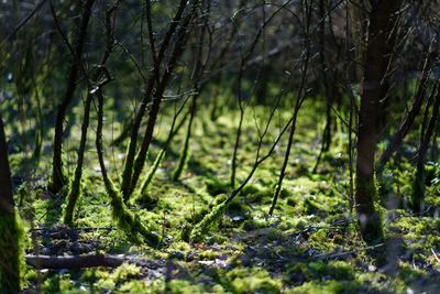 Trees growing on field at forest