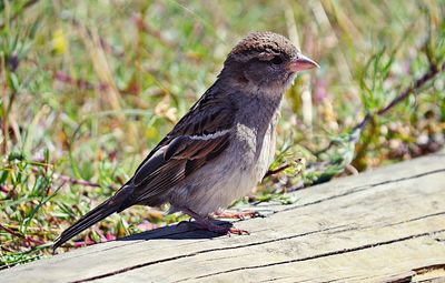 Close-up of bird perching on wood