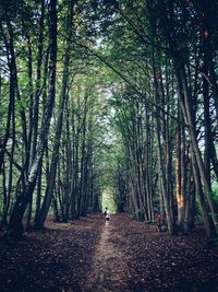 Trees in forest