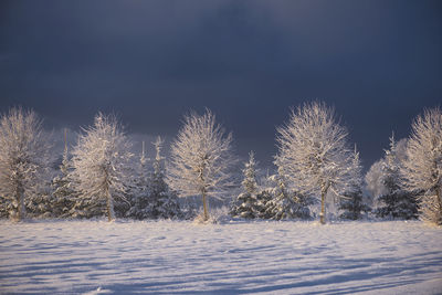 Trees covered in frost