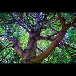 Low angle view of trees in forest