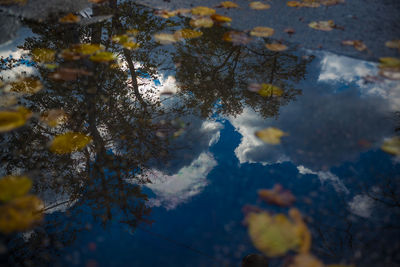 Close-up of tree branches against sky