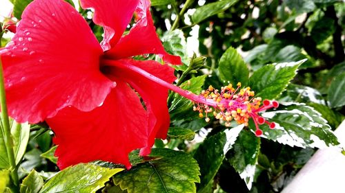 Close-up of red flowering plant