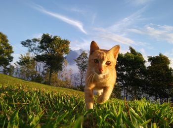 Portrait of a cat on field