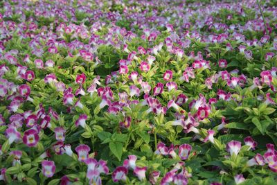 Full frame shot of pink flowering plants