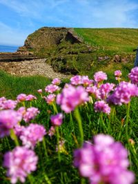 Close-up of purple flowering plants on field against sky