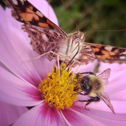 Close-up of bee on purple flower